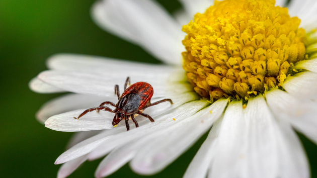 Tick on flower